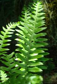 Fotografia da espécie Polypodium interjectum