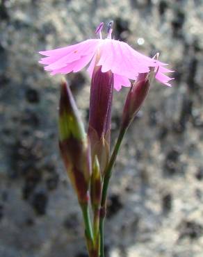 Fotografia 2 da espécie Dianthus laricifolius subesp. laricifolius no Jardim Botânico UTAD