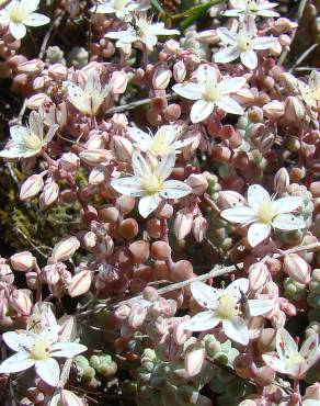 Fotografia 1 da espécie Sedum brevifolium no Jardim Botânico UTAD