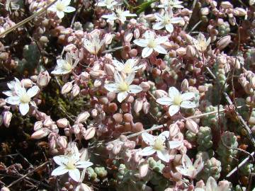 Fotografia da espécie Sedum brevifolium