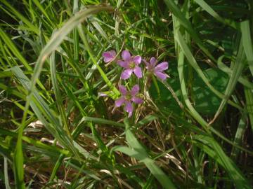 Fotografia da espécie Oxalis debilis var. corymbosa