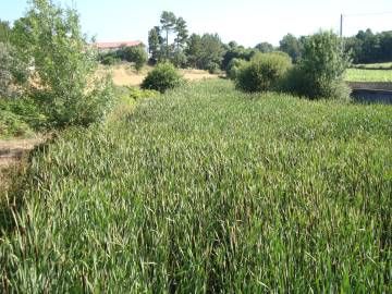 Fotografia da espécie Typha latifolia