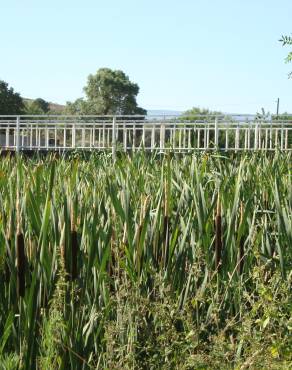Fotografia 3 da espécie Typha latifolia no Jardim Botânico UTAD