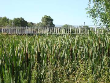 Fotografia da espécie Typha latifolia