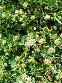Fotografia da espécie Trifolium glomeratum