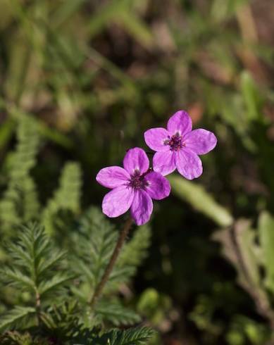 Fotografia de capa Erodium malacoides - do Jardim Botânico