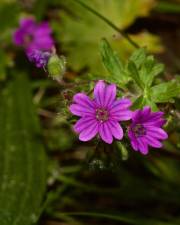 Fotografia da espécie Geranium molle