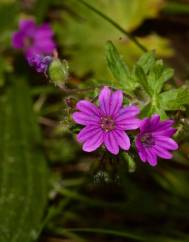 Geranium molle subesp. molle