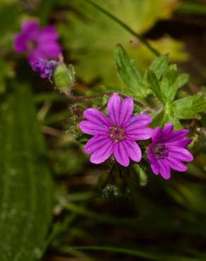 Fotografia 1 da espécie Geranium molle subesp. molle no Jardim Botânico UTAD