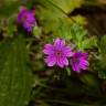 Fotografia 1 da espécie Geranium molle subesp. molle do Jardim Botânico UTAD