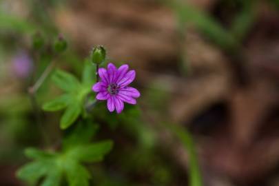 Fotografia da espécie Geranium molle subesp. molle