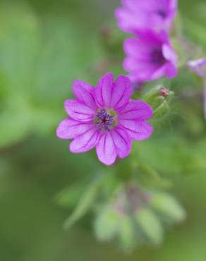 Fotografia 3 da espécie Geranium molle subesp. molle no Jardim Botânico UTAD