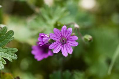 Fotografia da espécie Geranium molle subesp. molle