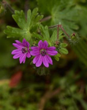 Fotografia 5 da espécie Geranium molle subesp. molle no Jardim Botânico UTAD