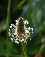 Fotografia da espécie Plantago lanceolata