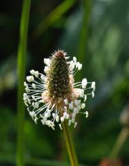 Plantago lanceolata