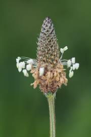 Fotografia da espécie Plantago lanceolata