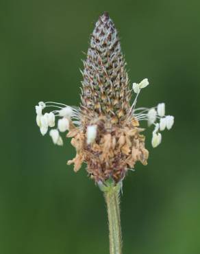 Fotografia 2 da espécie Plantago lanceolata no Jardim Botânico UTAD