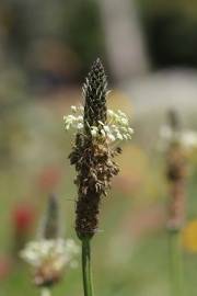 Fotografia da espécie Plantago lanceolata