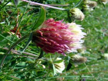 Fotografia da espécie Trifolium ochroleucon