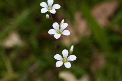 Fotografia da espécie Saxifraga granulata