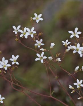 Fotografia 3 da espécie Saxifraga granulata no Jardim Botânico UTAD