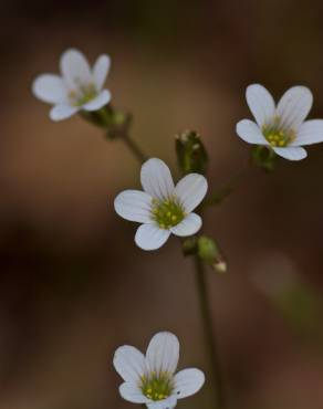 Fotografia 4 da espécie Saxifraga granulata no Jardim Botânico UTAD