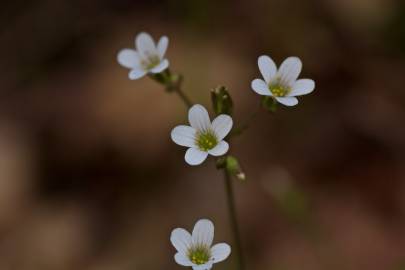 Fotografia da espécie Saxifraga granulata