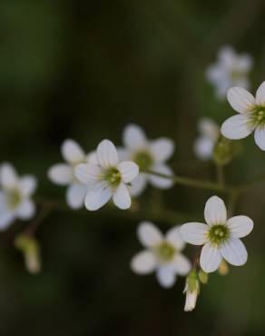 Fotografia 5 da espécie Saxifraga granulata no Jardim Botânico UTAD