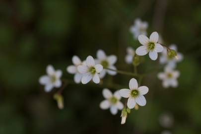 Fotografia da espécie Saxifraga granulata