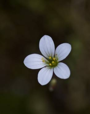 Fotografia 6 da espécie Saxifraga granulata no Jardim Botânico UTAD