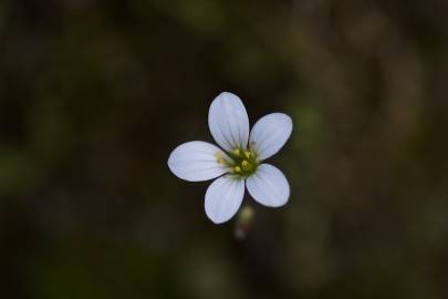 Fotografia da espécie Saxifraga granulata