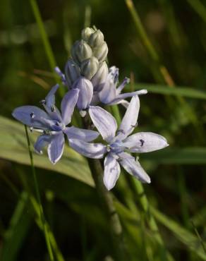 Fotografia 5 da espécie Scilla monophyllos no Jardim Botânico UTAD