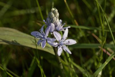 Fotografia da espécie Scilla monophyllos