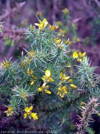 Fotografia da espécie Ulex minor