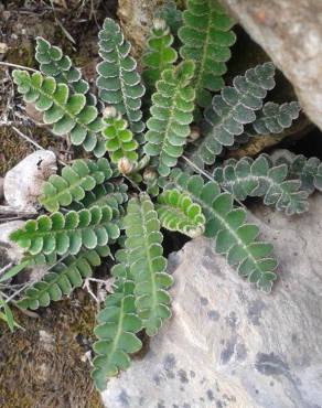 Fotografia 3 da espécie Asplenium ceterach no Jardim Botânico UTAD