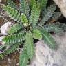 Fotografia 3 da espécie Asplenium ceterach do Jardim Botânico UTAD