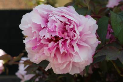 Fotografia da espécie Paeonia officinalis subesp. microcarpa