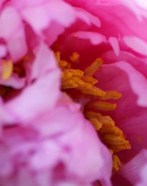 Fotografia 4 da espécie Paeonia officinalis subesp. microcarpa no Jardim Botânico UTAD