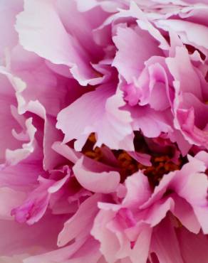 Fotografia 5 da espécie Paeonia officinalis subesp. microcarpa no Jardim Botânico UTAD