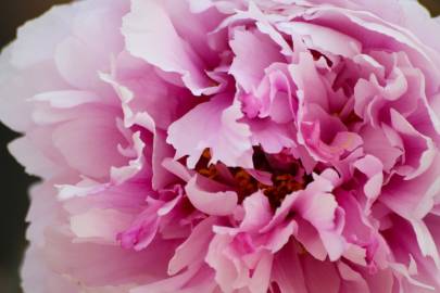 Fotografia da espécie Paeonia officinalis subesp. microcarpa