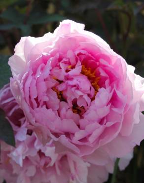 Fotografia 6 da espécie Paeonia officinalis subesp. microcarpa no Jardim Botânico UTAD