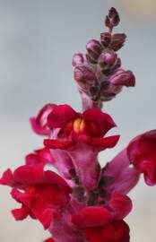 Fotografia da espécie Antirrhinum majus