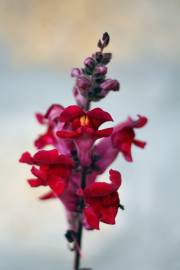 Fotografia da espécie Antirrhinum majus