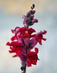 Antirrhinum majus