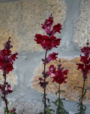 Fotografia 4 da espécie Antirrhinum majus no Jardim Botânico UTAD