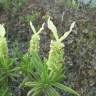 Fotografia 2 da espécie Lavandula viridis do Jardim Botânico UTAD