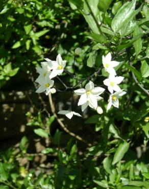 Fotografia 2 da espécie Solanum laxum no Jardim Botânico UTAD