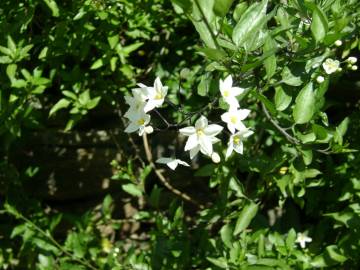 Fotografia da espécie Solanum laxum