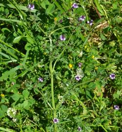 Fotografia da espécie Verbena supina